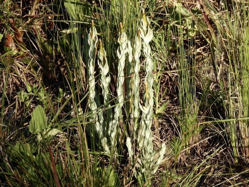 Lucilia acutifolia photo 4