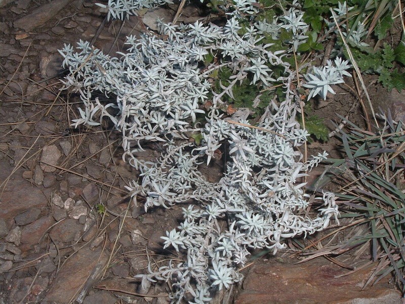 Lucilia acutifolia photo 5