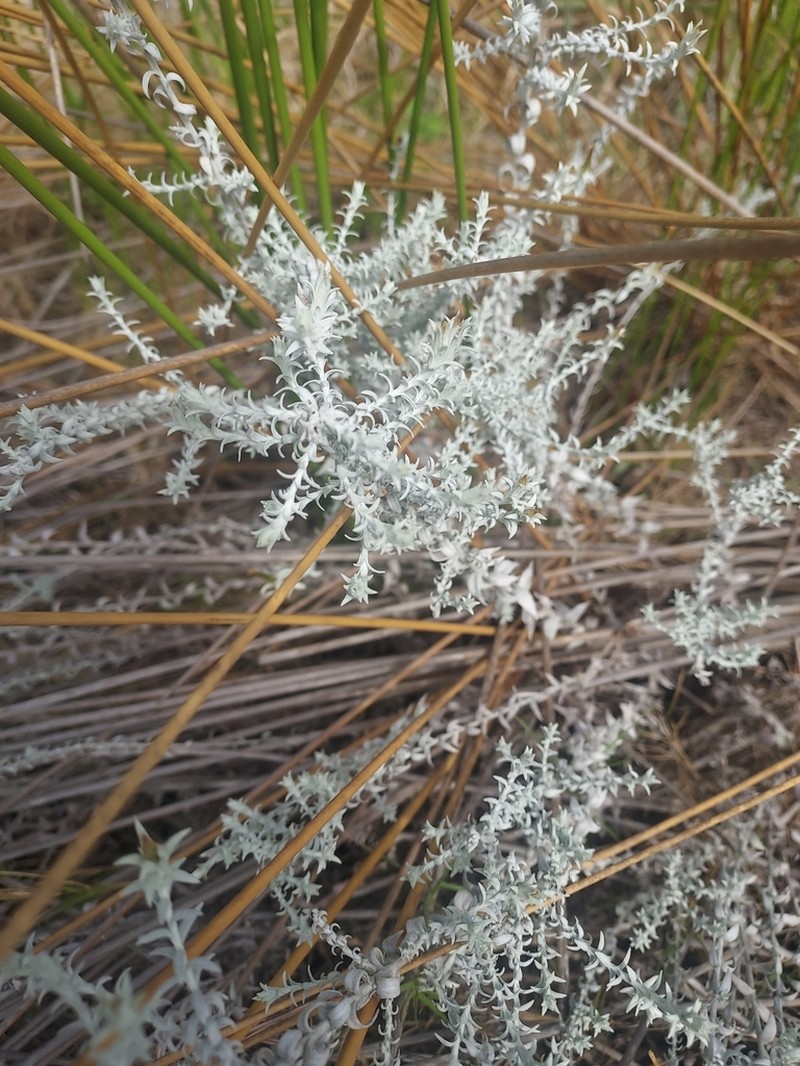 Lucilia acutifolia photo 6