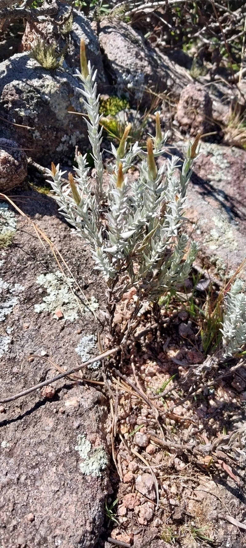 Lucilia acutifolia photo 7