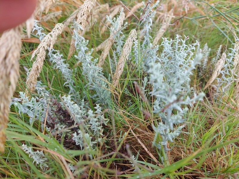 Lucilia acutifolia photo 8
