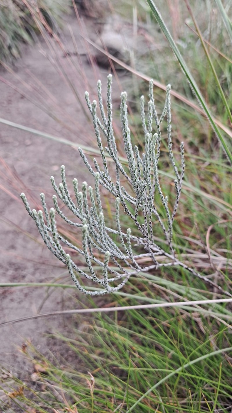 Lucilia adpressa
