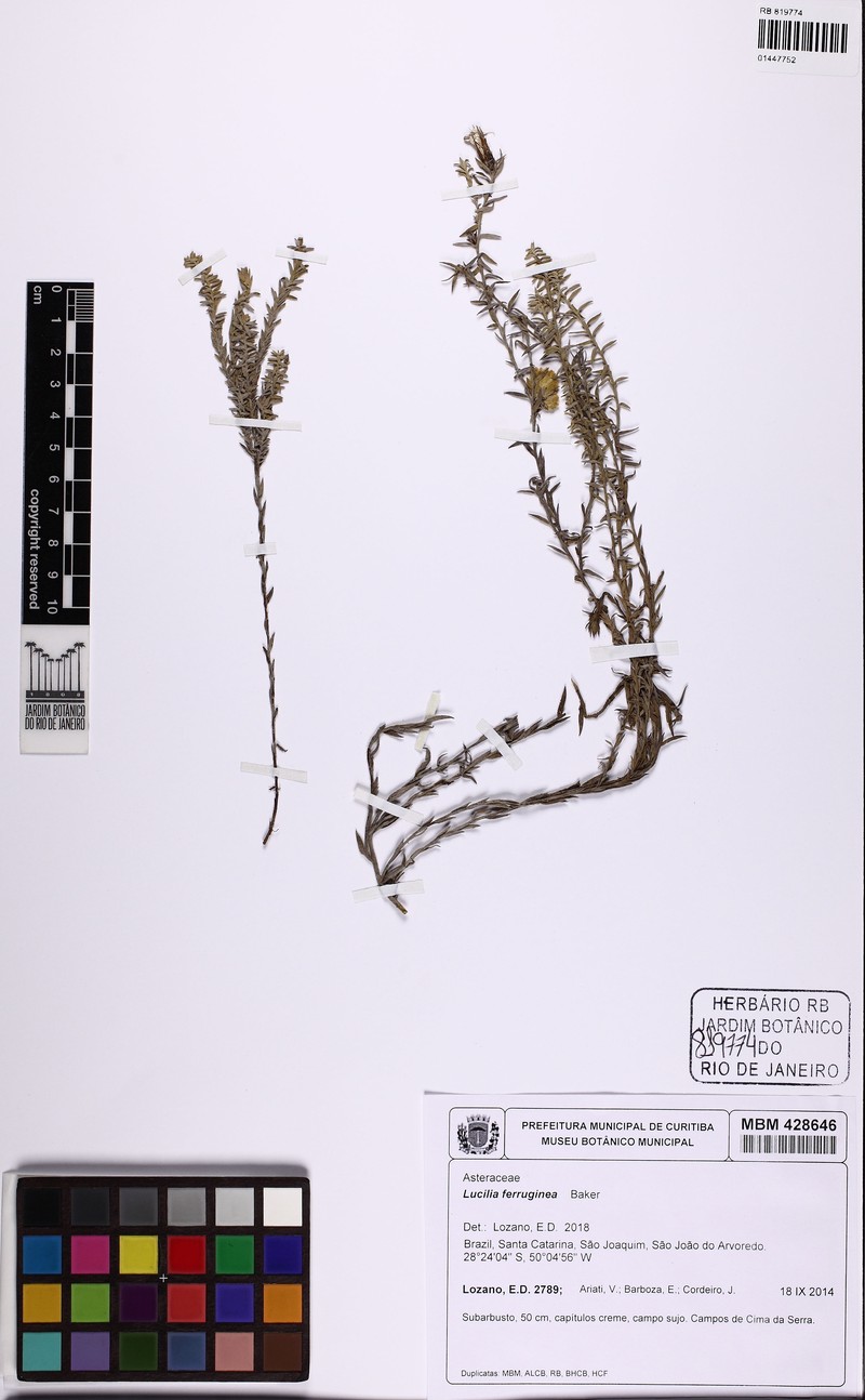 Lucilia ferruginea