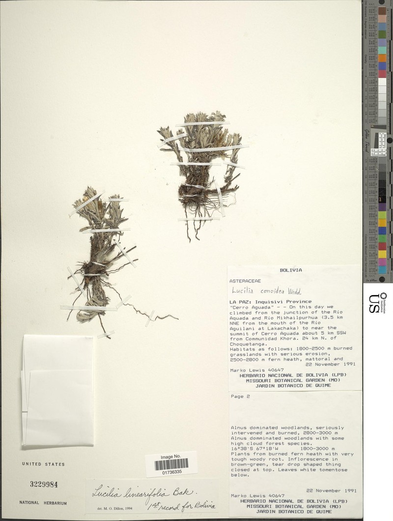 Lucilia linearifolia photo 2