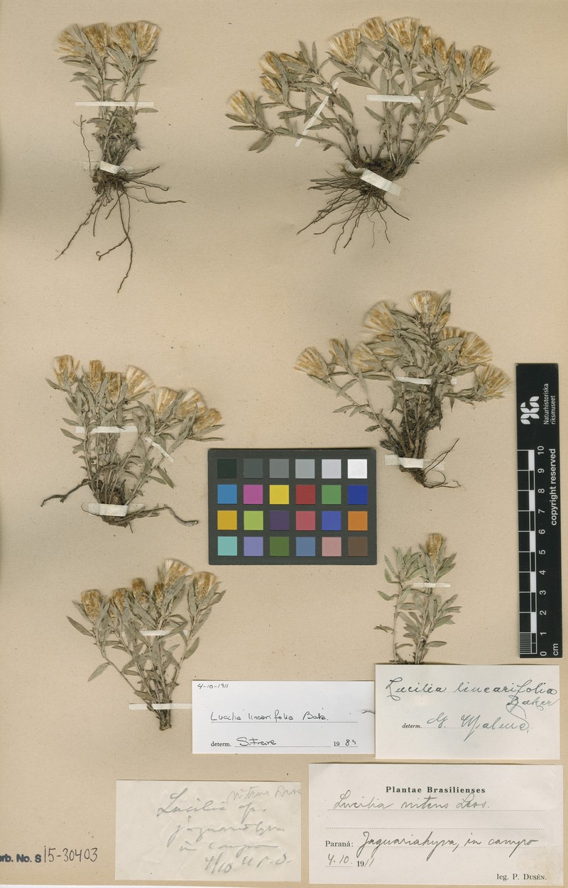 Lucilia linearifolia photo 3