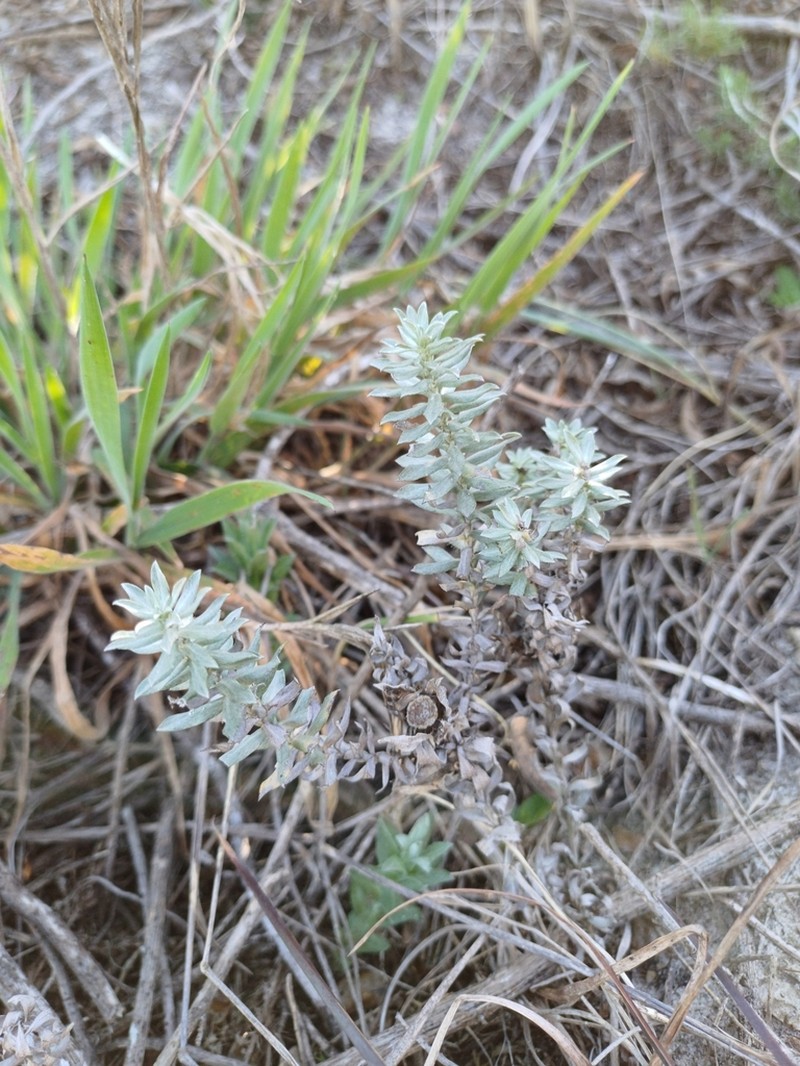 Lucilia nitens