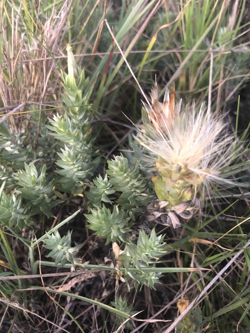 Lucilia nitens photo 2