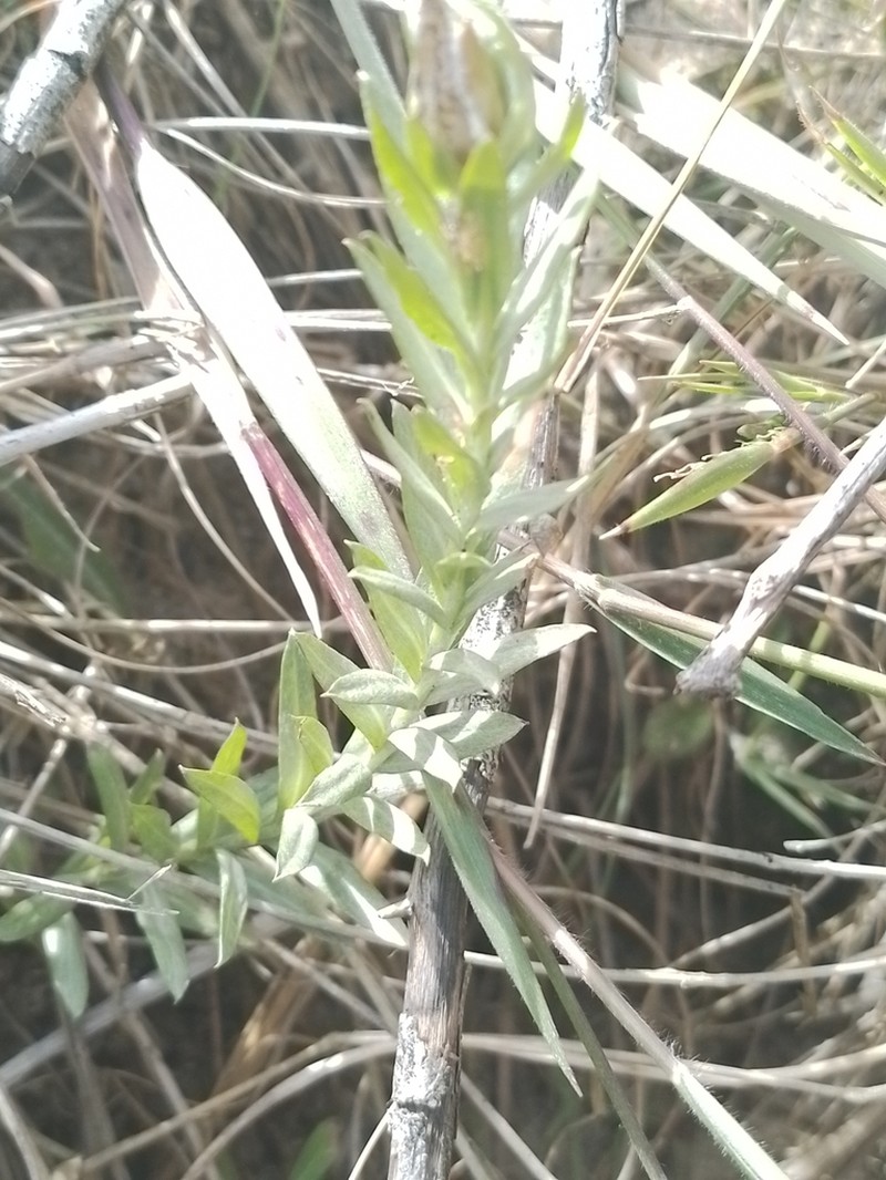 Lucilia nitens photo 3