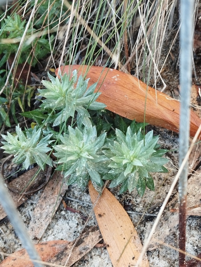 Lucilia nitens photo 4