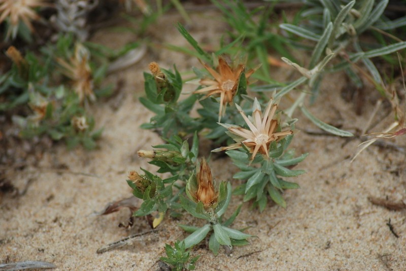 Lucilia nitens photo 5