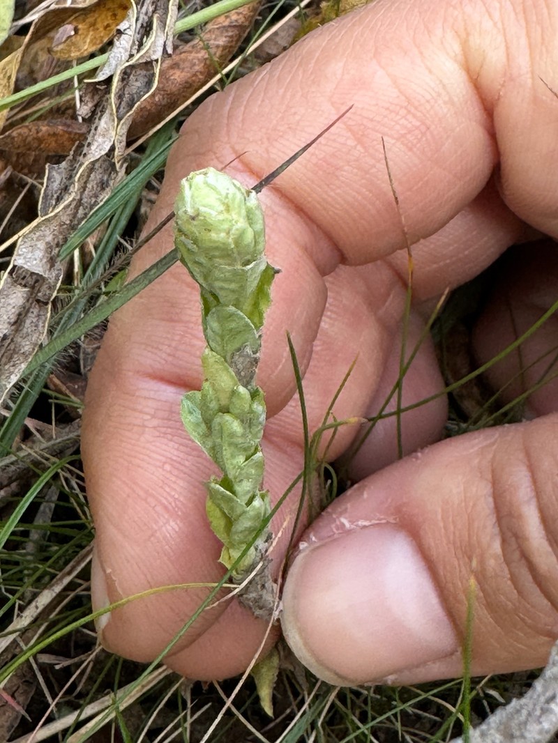 Lucilia nitens photo 6