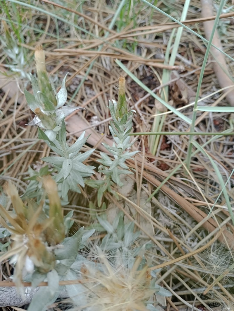Lucilia nitens photo 7