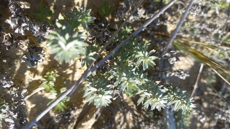 Lucilia nitens photo 8