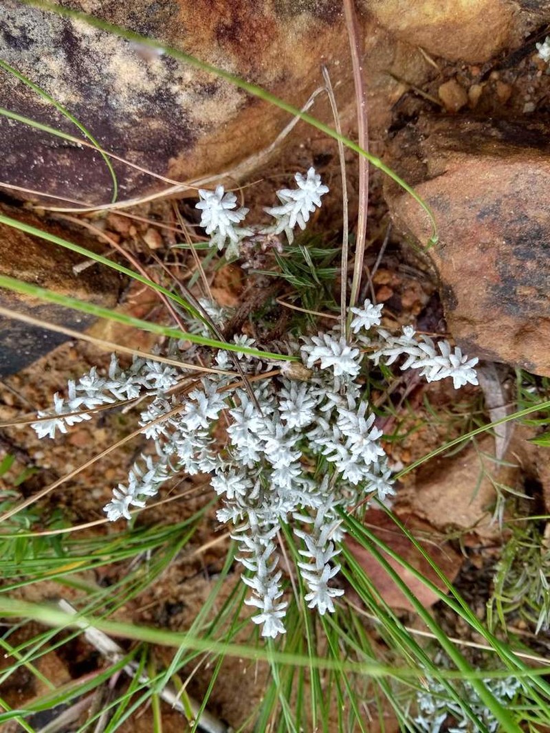 Lucilia recurva