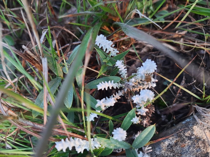 Lucilia recurva photo 2
