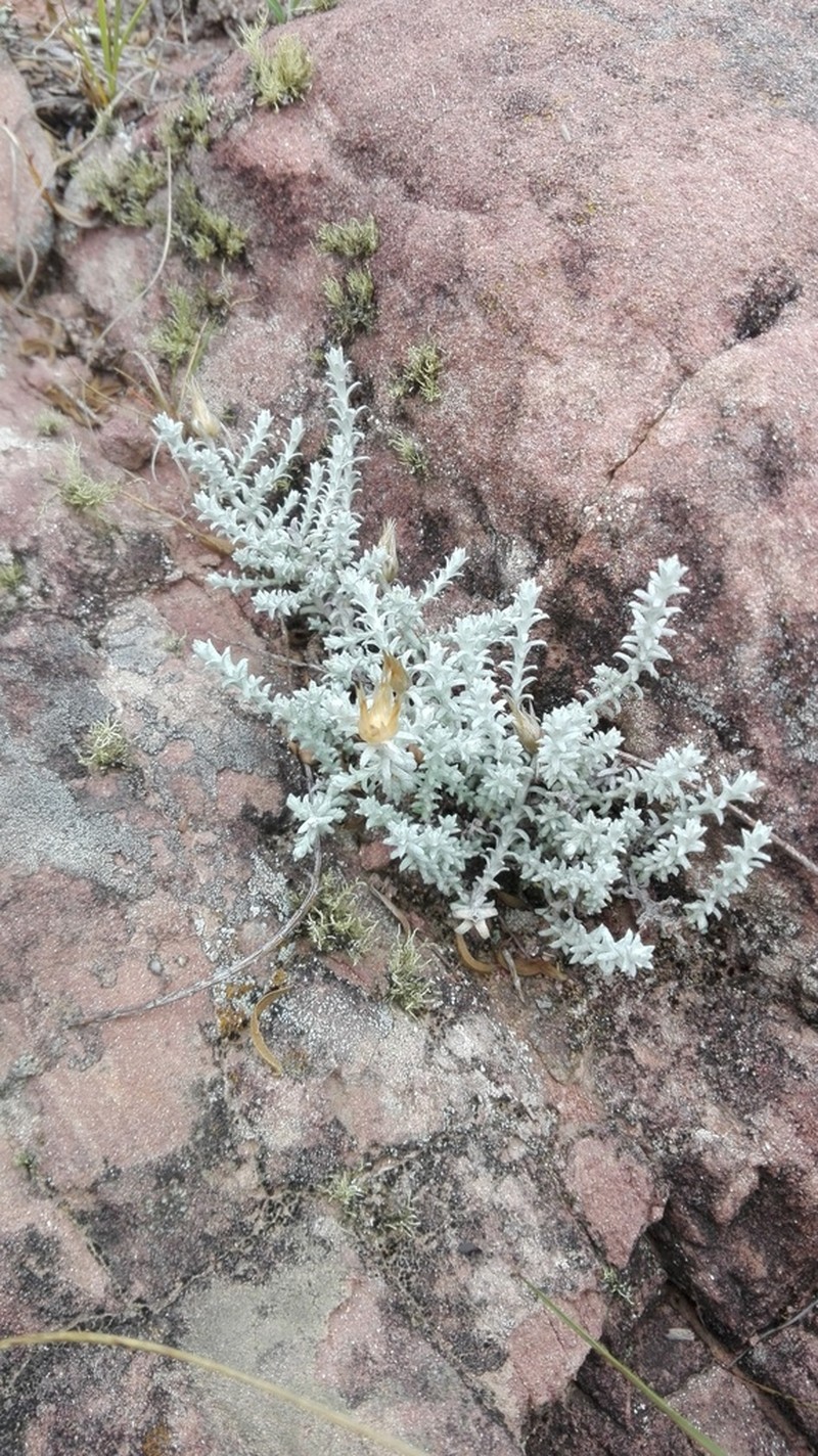 Lucilia recurva photo 3