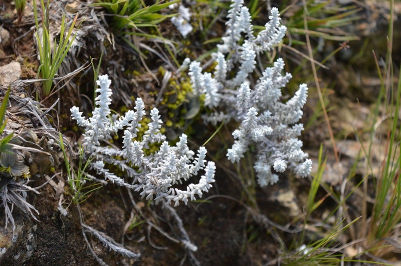 Lucilia recurva photo 4