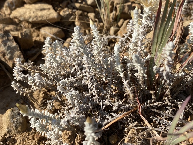 Lucilia recurva photo 5