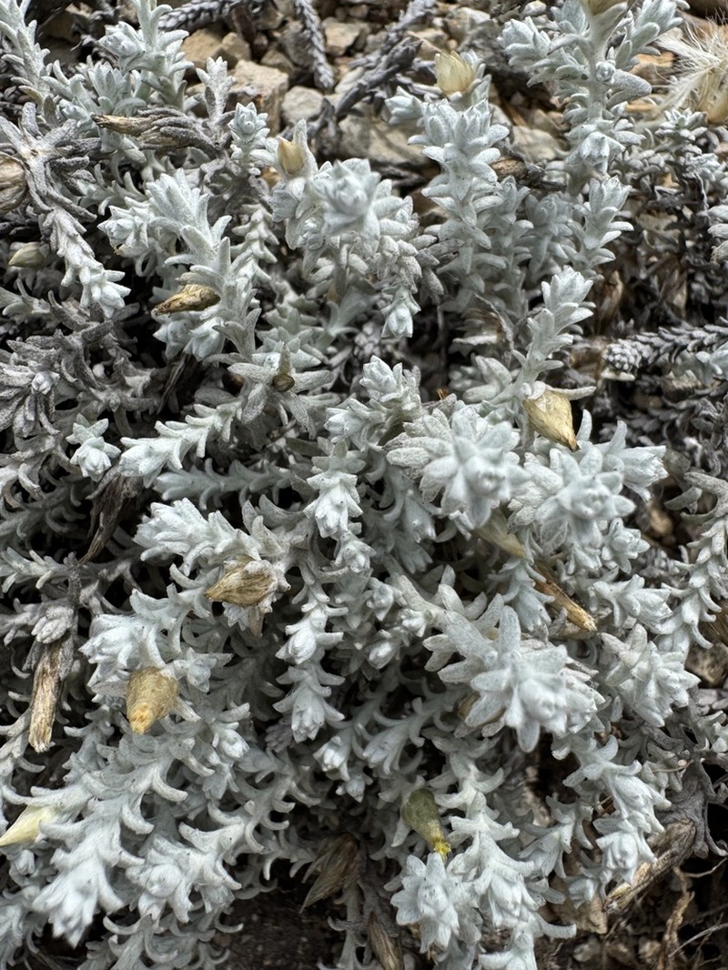 Lucilia recurva photo 6