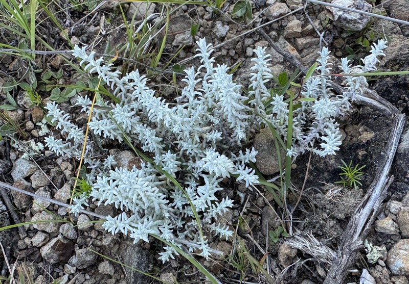 Lucilia recurva photo 7