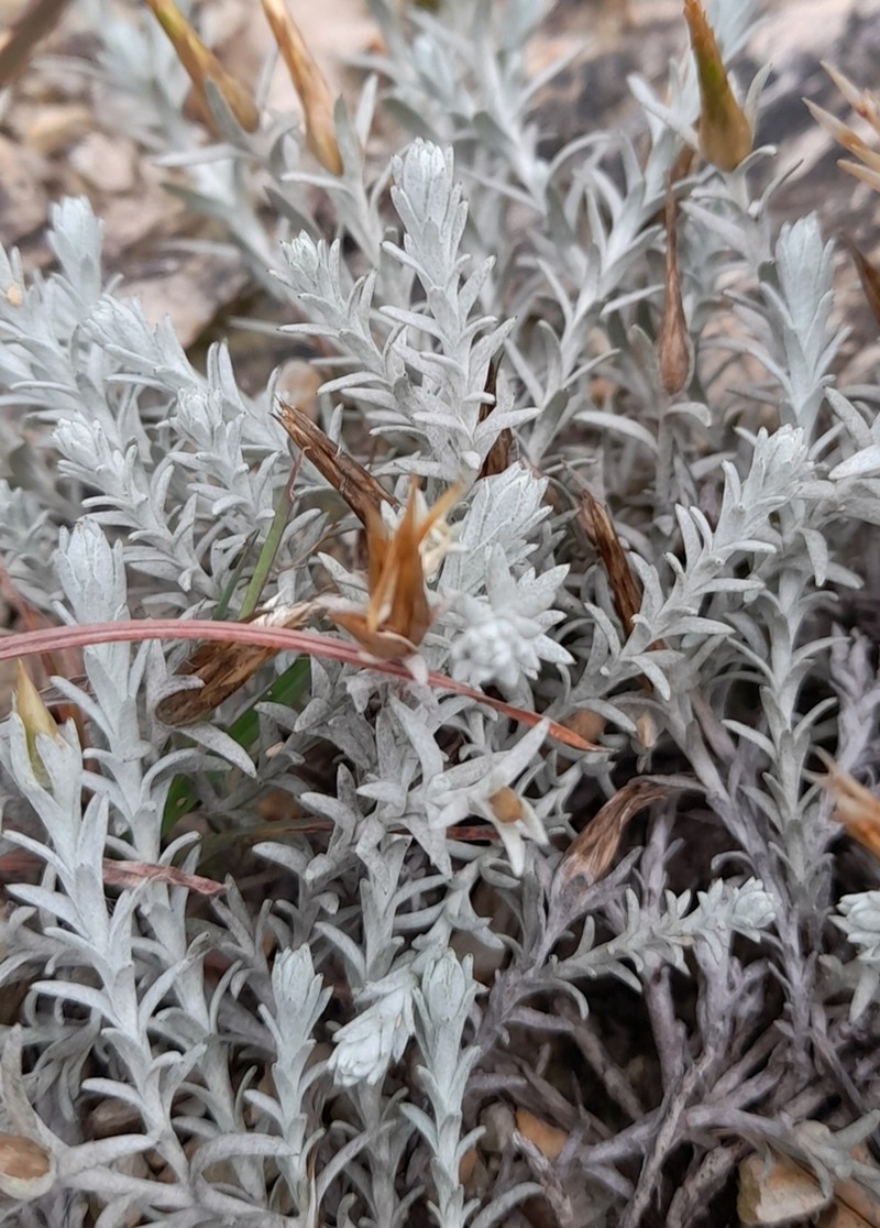 Lucilia recurva photo 8