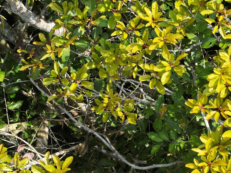 Lucuma manaosensis