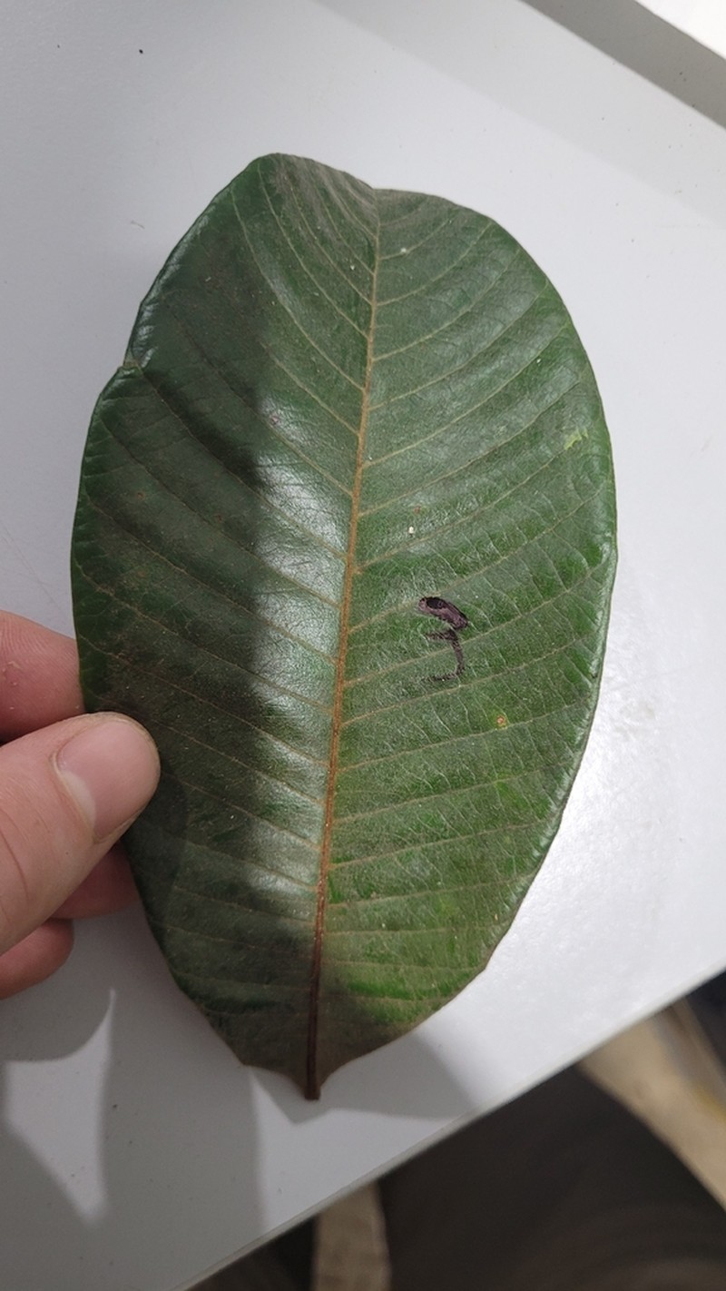 Lucuma manaosensis photo 2