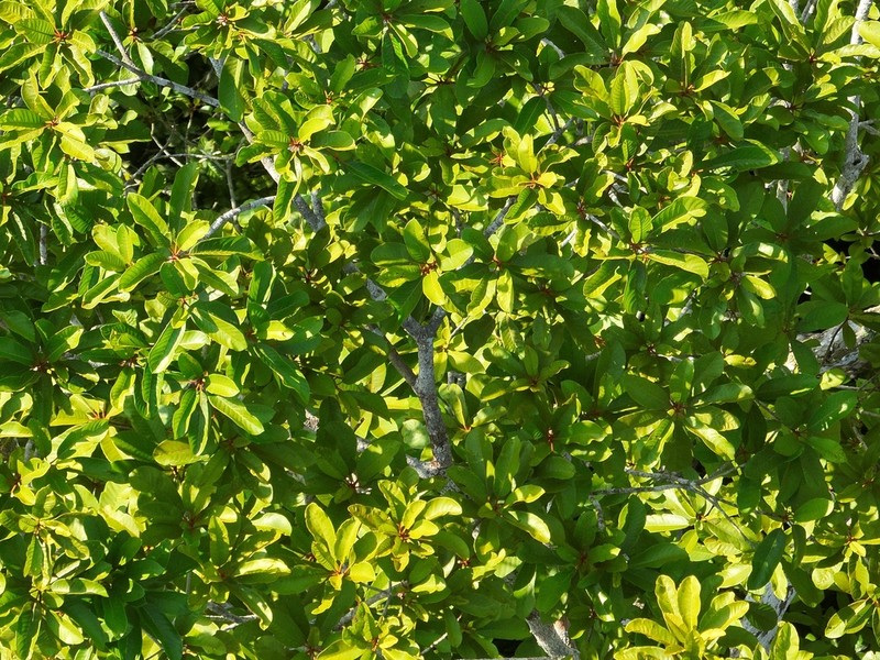 Lucuma manaosensis photo 3