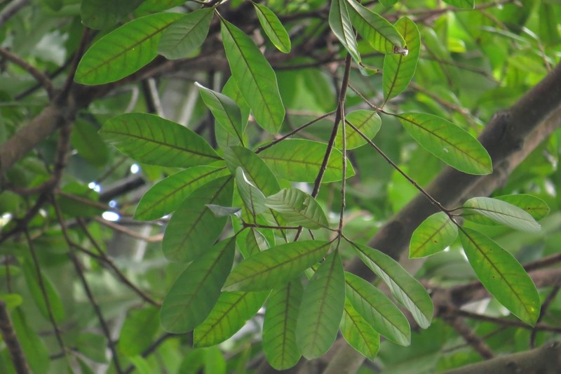 Lucuma manaosensis photo 4