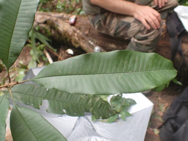 Lucuma rodriguesiana