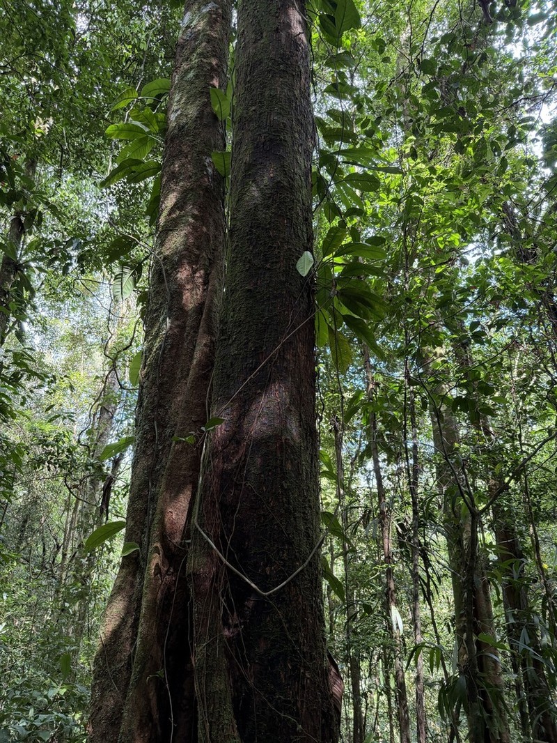 Lucuma rodriguesiana photo 2