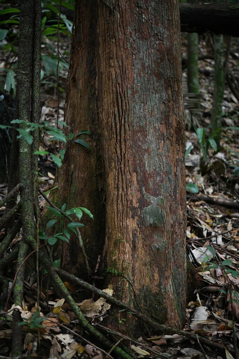 Lucuma rodriguesiana photo 3