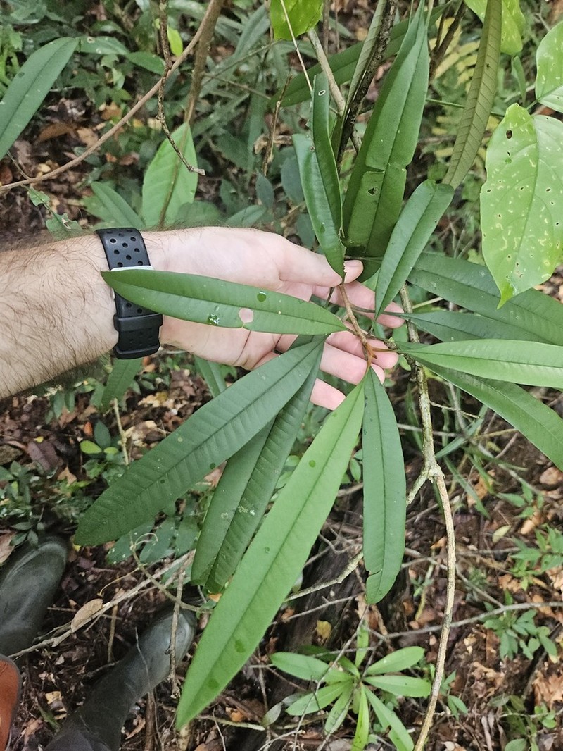 Lucuma rodriguesiana photo 4