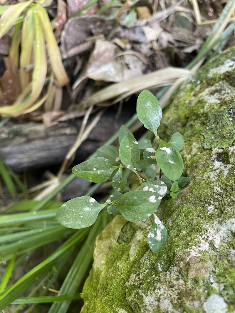 False Bluet photo 5
