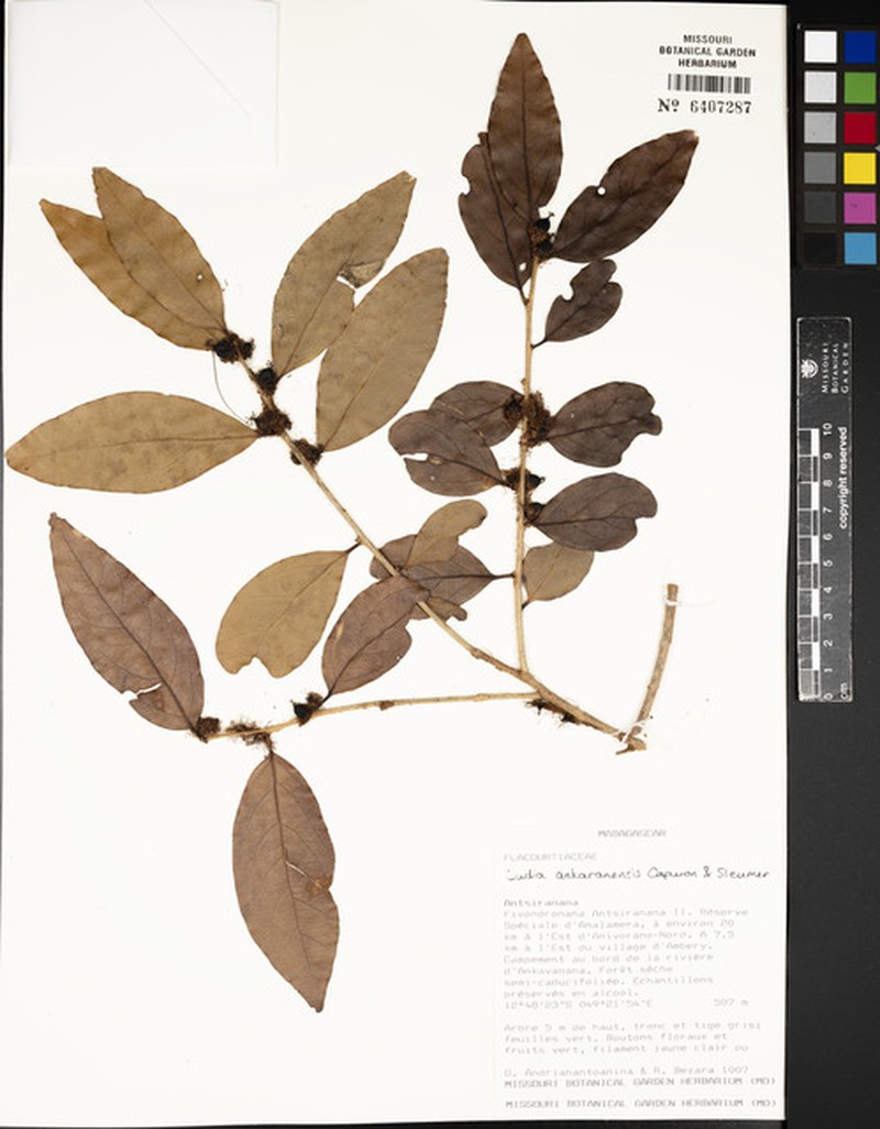 Ludia ankaranensis