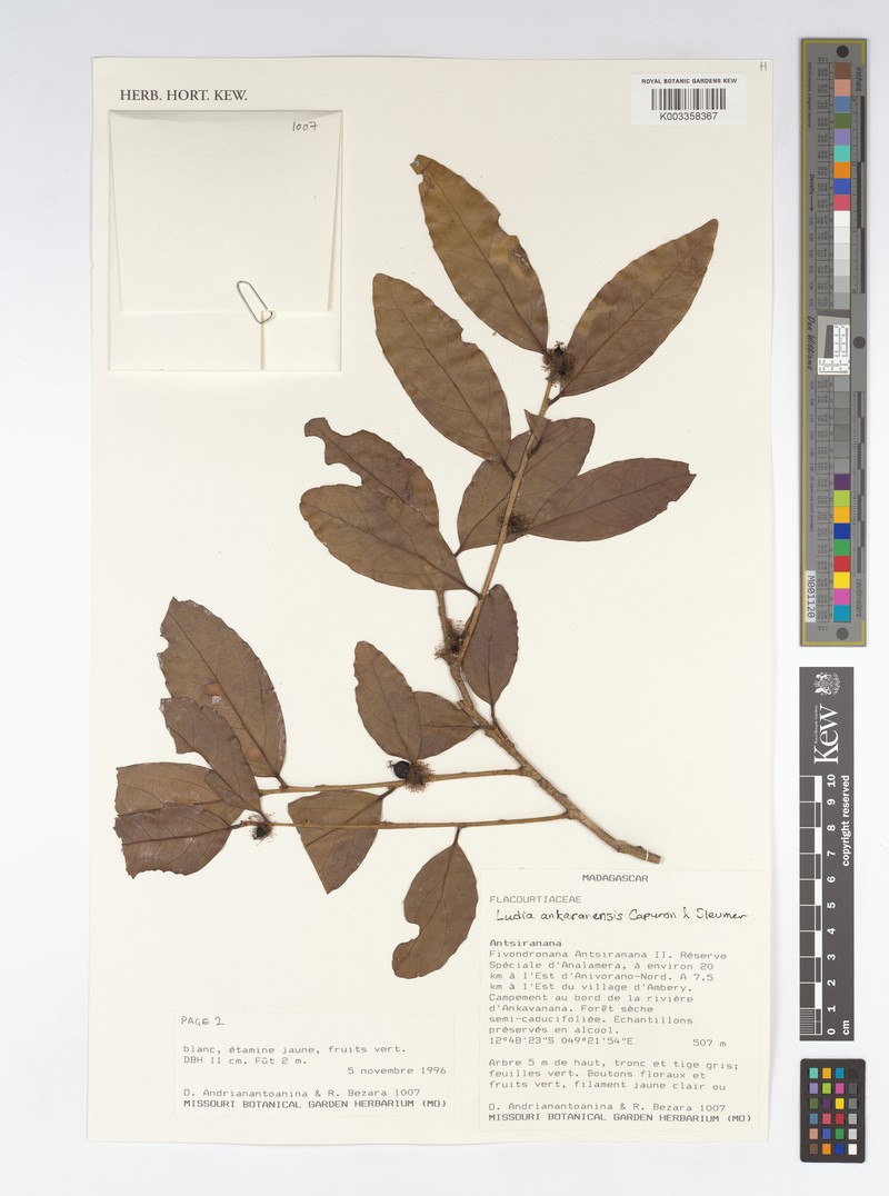 Ludia ankaranensis photo 2
