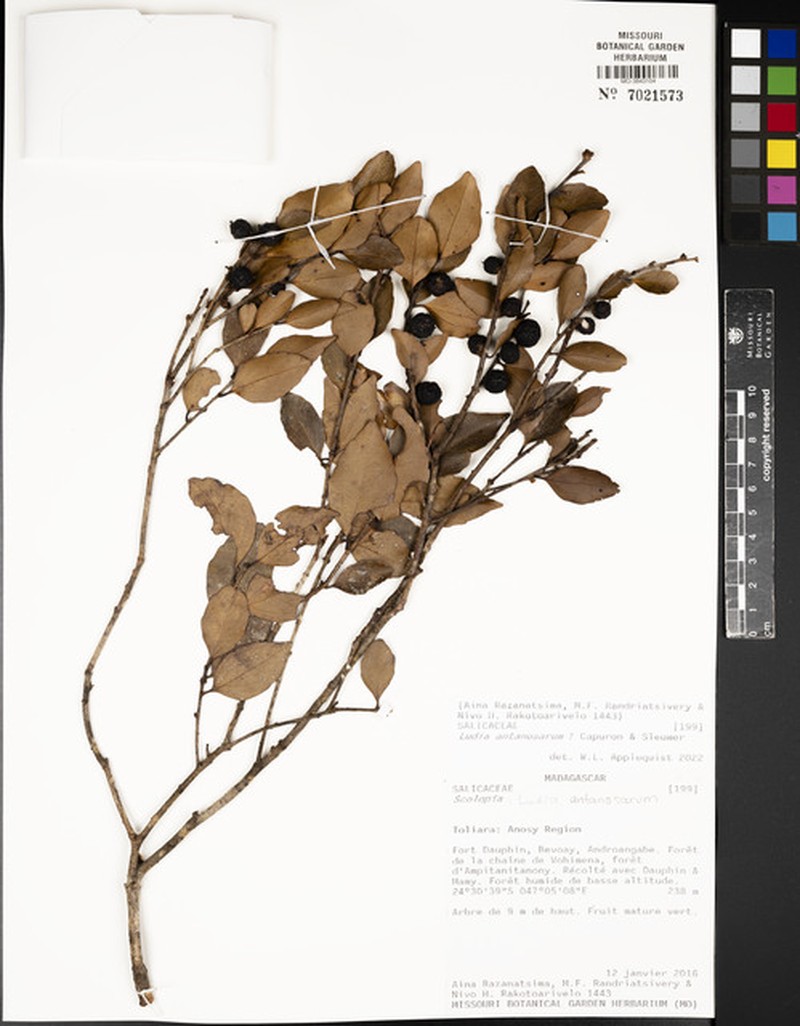 Ludia antanosarum