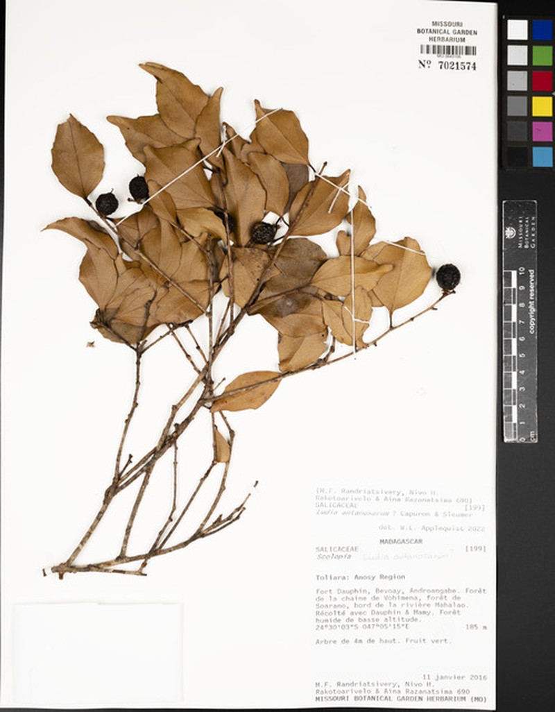 Ludia antanosarum photo 2