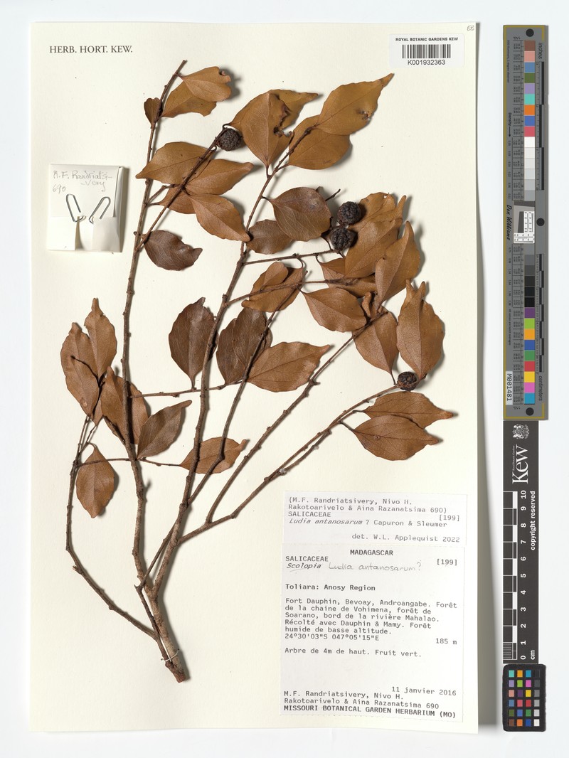 Ludia antanosarum photo 3