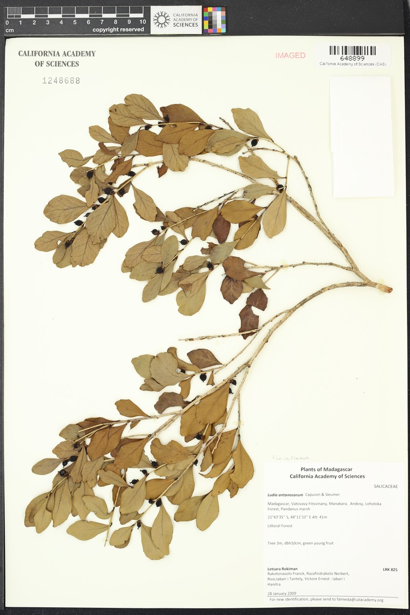 Ludia antanosarum photo 4