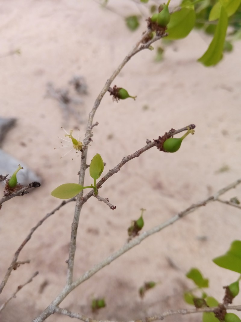 Ludia boinensis photo 2