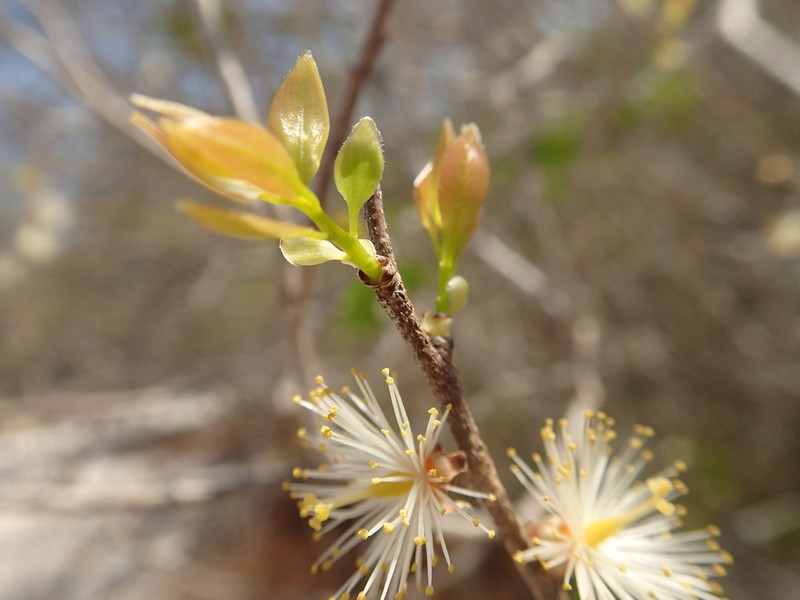 Ludia boinensis photo 3