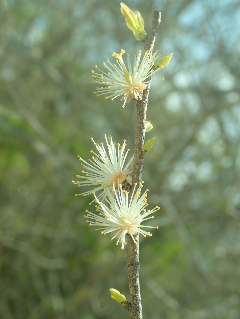 Ludia boinensis photo 5
