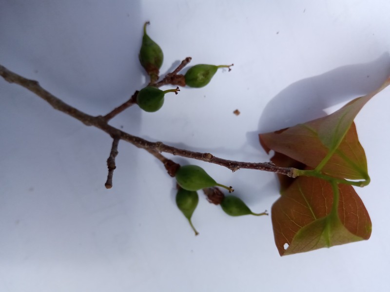 Ludia boinensis photo 7