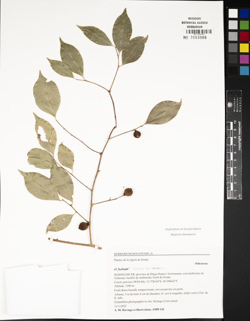 Ludia boinensis photo 8