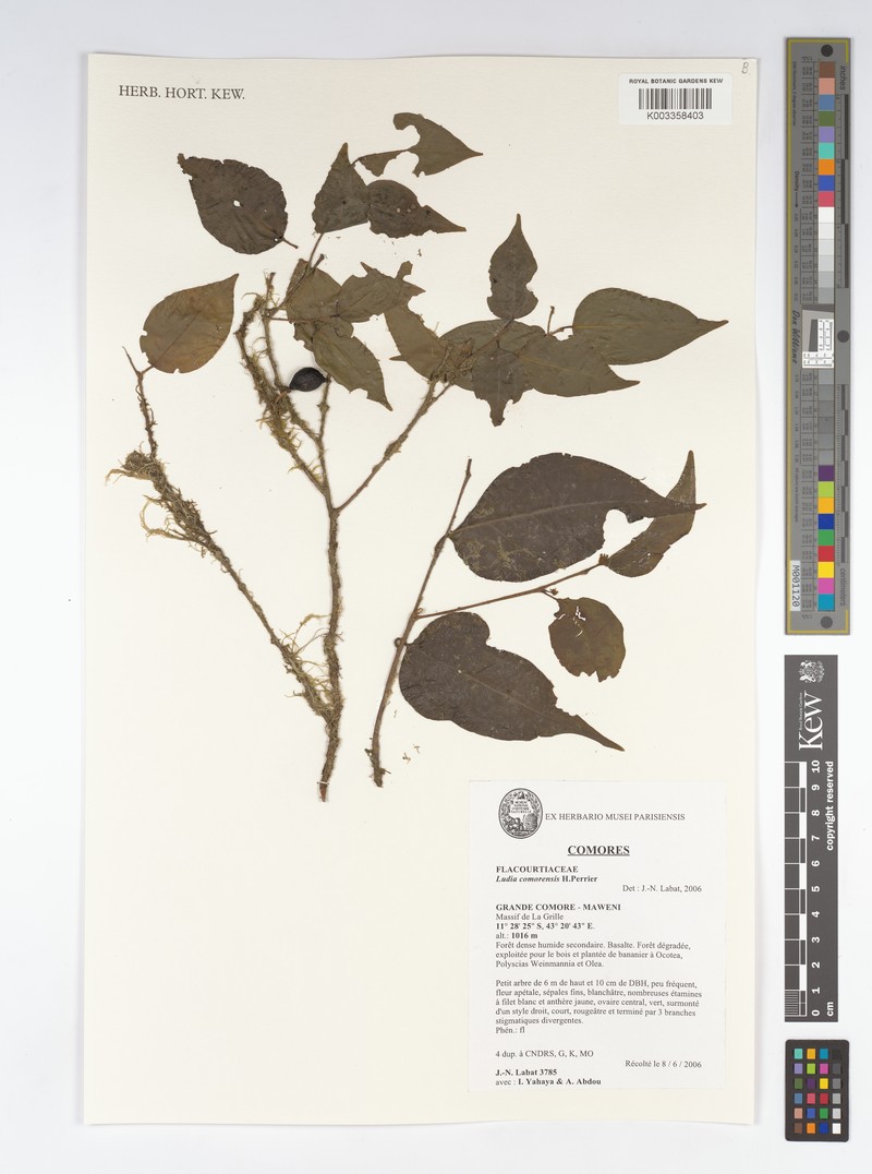 Ludia comorensis