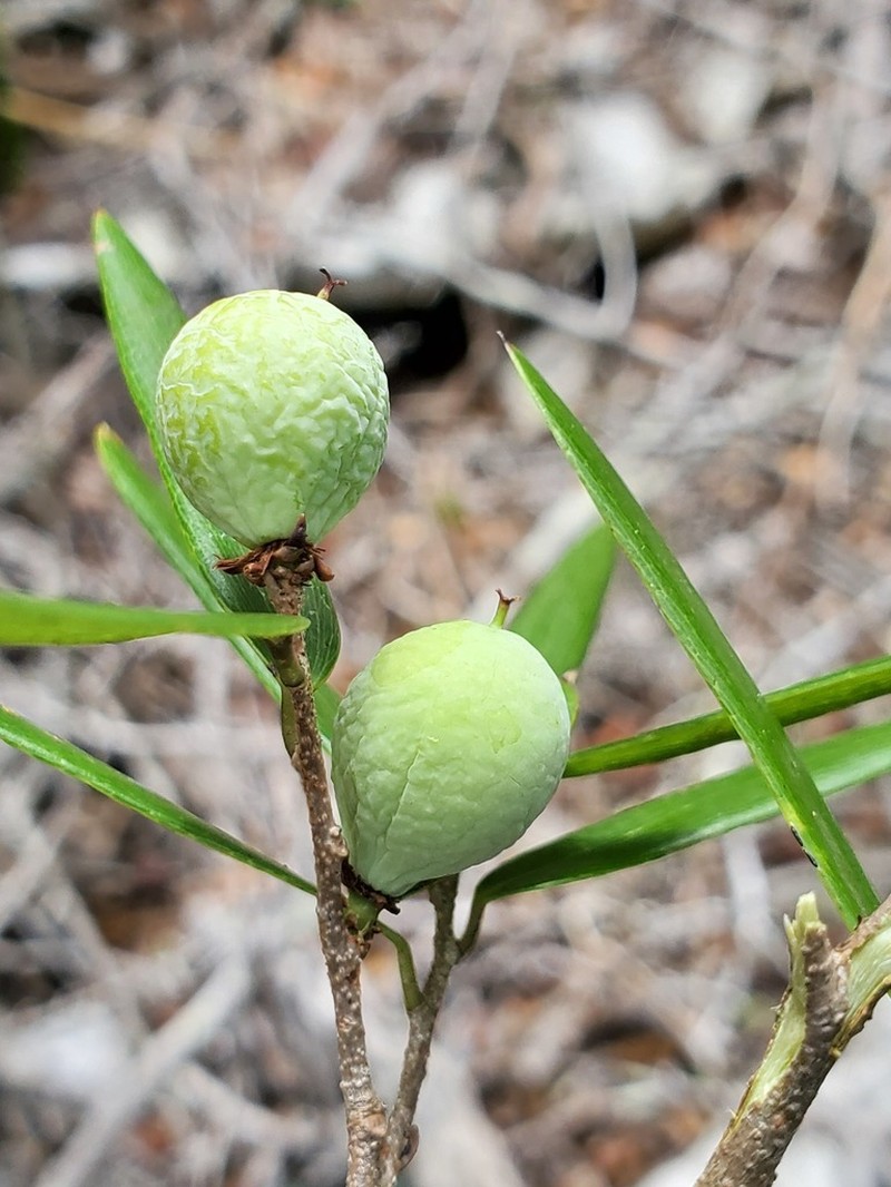 Ludia dracaenoides