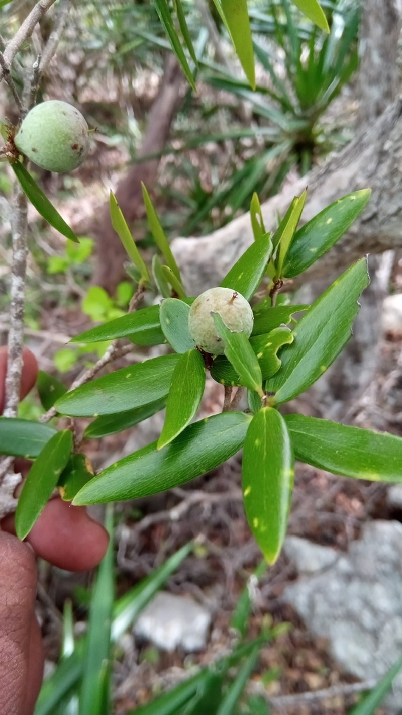 Ludia dracaenoides photo 2
