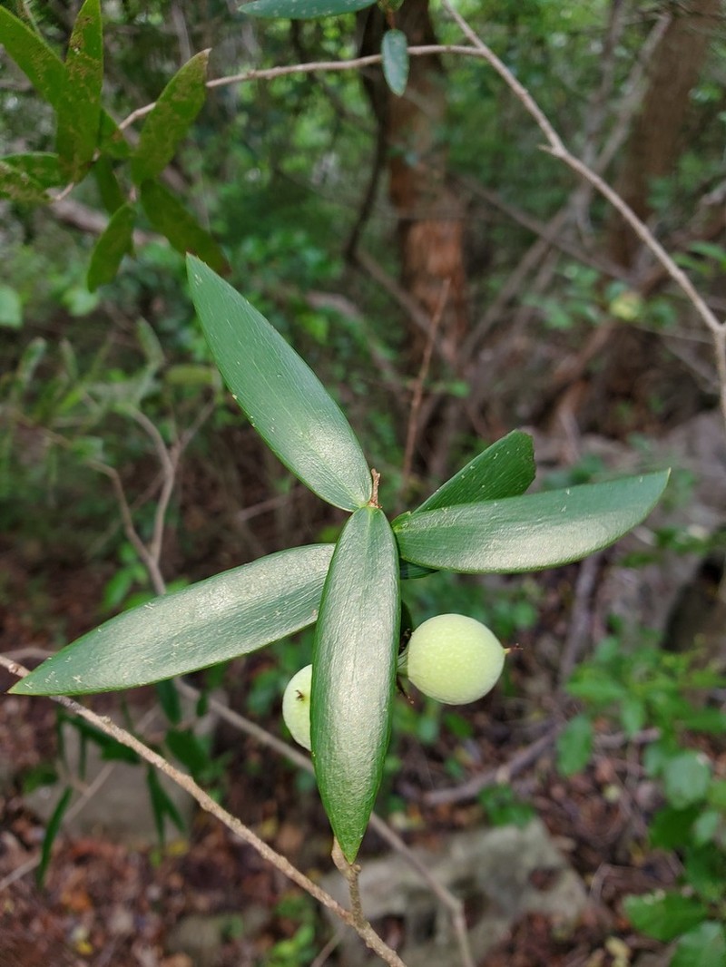 Ludia dracaenoides photo 3
