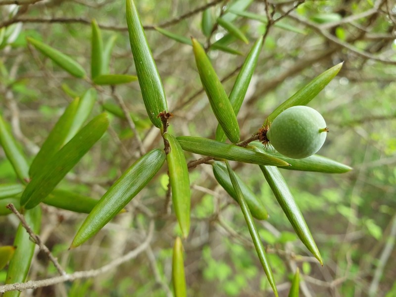 Ludia dracaenoides photo 4